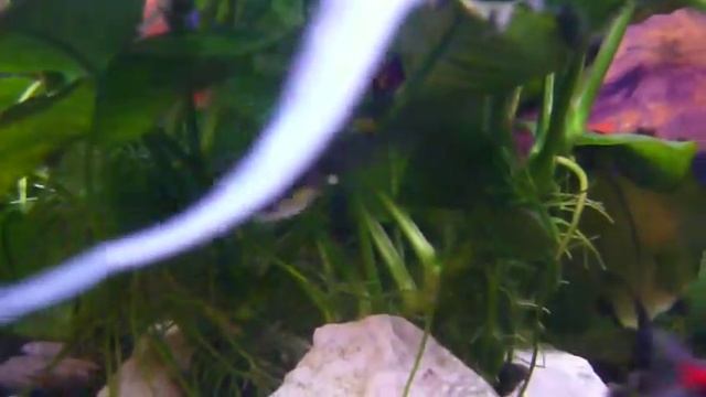 Girardinus falcatus 22 смотреть онлайн