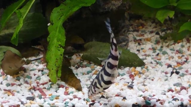 27 февраля 2020 г. Боция сетчатая. смотреть онлайн