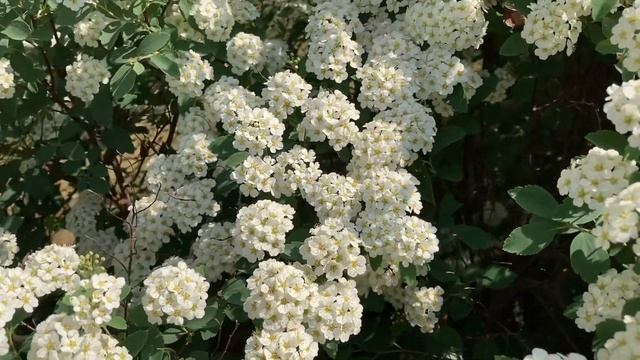 Майское цветение! смотреть онлайн