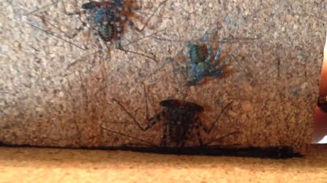 3 Damon diadema, one freshly molted смотреть онлайн