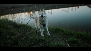 Русский размер - Человек собаке друг (1996)