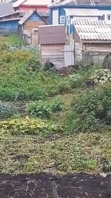 Медведи обнаглели. Присутствует не нормативная лексика. смотреть онлайн