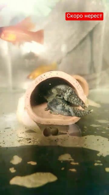 нерест скоро #анциструс #aquarium #аквариум смотреть онлайн