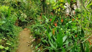 Sapphire Falls Jungle Spa, Soufriere