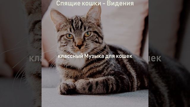 Музыка (Подчеркнутые кошки) смотреть онлайн