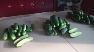 Три хороших гибрида огурцов для раннего выращивания!
