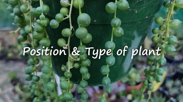 Main Reasons Succulent Plants In Hanging Pots Die