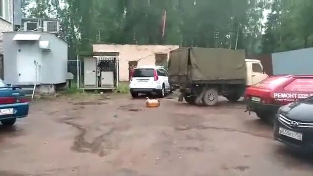 Собака нашла атомную бомбу смотреть онлайн