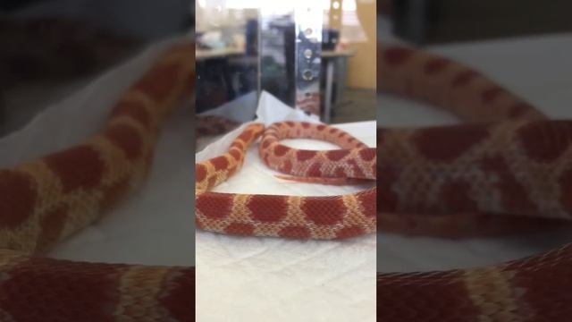 Elaphe guttata смотреть онлайн