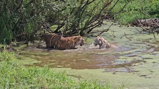 Львино-тигриный прайд резвится на природе. ПАРК ЗЕМЛЯ ПРАЙДА 🌿 смотреть онлайн
