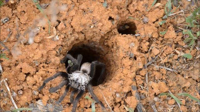 Who's occupying this burrow смотреть онлайн