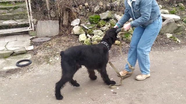Тренинг на хватку. Роман-Кош Хорс Винер Сан.2 год. В гостях у заводчика, сын Пули и Зигзага.28.01.2