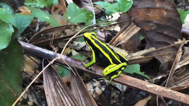 Three Striped Poison Dart Frog (Ameerega Trivittata) смотреть онлайн