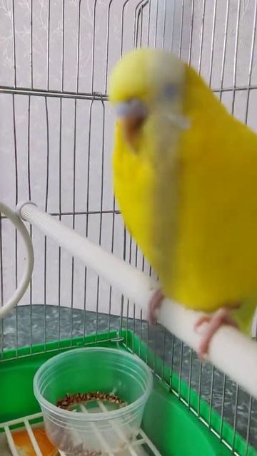 🦜👏🍉🎻 Арчи слушает музыку !!! -Как приручить волнистого попугая. смотреть онлайн