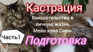 Кастрация. Часть1. Подготовка вмешательства в личную жизнь Мейн куна Севы.  Нам уже 7 месяцев.