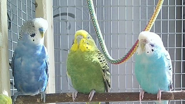 🦜 Попугайчик Сэм поёт и просит любви | Пение волнистого попугая. Волнистый попугай кричит!