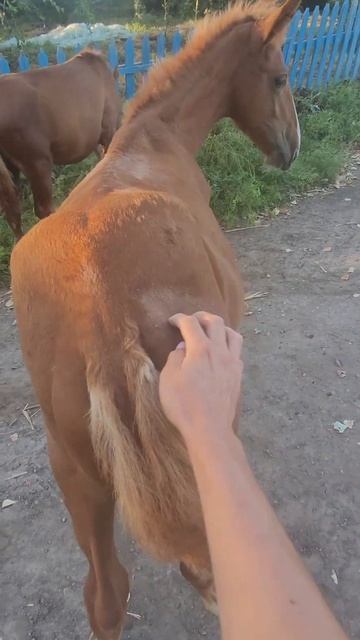 😜Я вернулась,ласка кайфует!!! смотреть онлайн