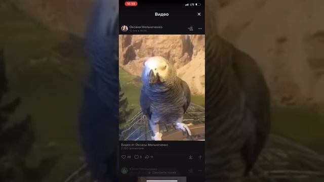 самый умный попугай смотреть онлайн