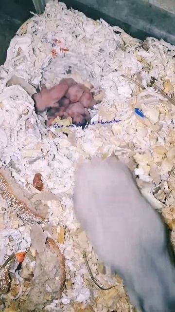 Baby Hamster Day 5 😍🐹 смотреть онлайн