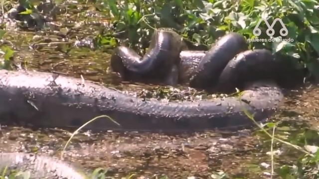 COBRA GIGANTE ENCONTRADA NA ASIA смотреть онлайн