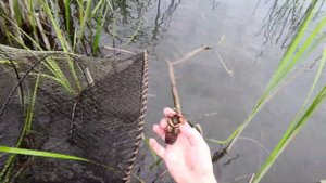 Проверяю верши! Рыбалка в камышах