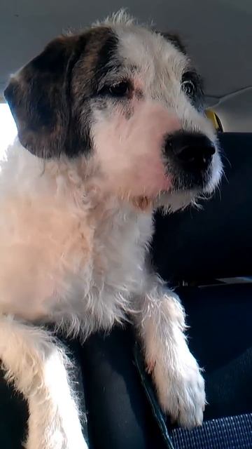 perro guiña el ojo ; ) смотреть онлайн