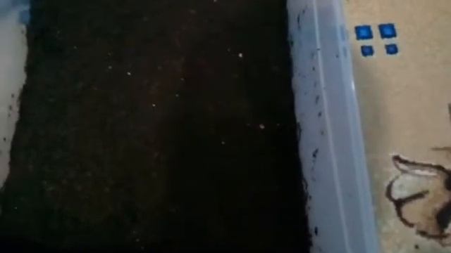 Уборка у улиточек🐌 смотреть онлайн