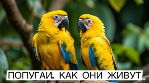 Кто такие попугаи