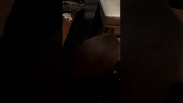 What do we do when we want a cookie?