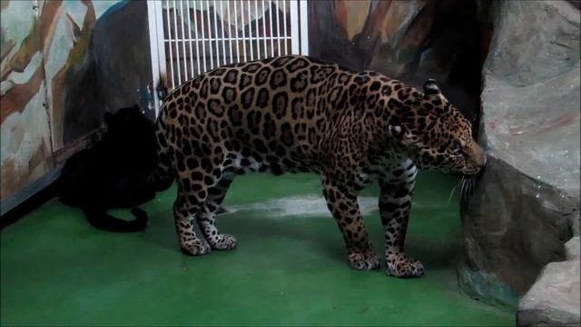 Ягуары Порги и Белла вместе 14.01.19 смотреть онлайн