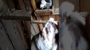 голуби павлины