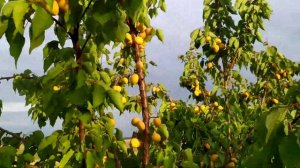 абрикос "Манітоба 604"