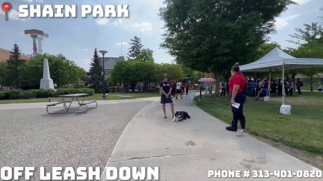 4 y/o Australian Shepherd “GRIZZLY BEAR” | AMAZING Obedience | Trainer Erika Houser смотреть онлайн