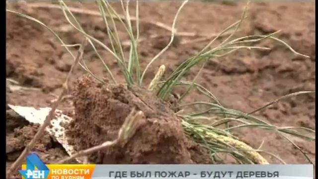 30 тысяч деревьев высадят на Ольхоне