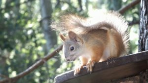 Белка и надоедливые комары\Squirrel and annoying mosquitoes