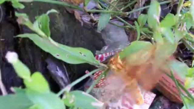 Mariposa Citheronia brisotti meridionalis смотреть онлайн