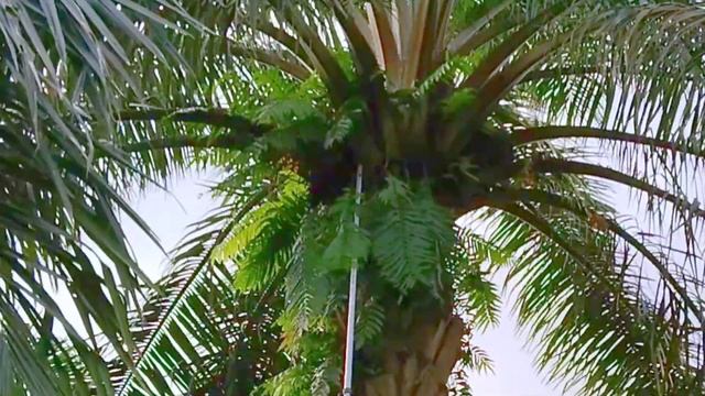 Palm Oil Harvesting System in Malaysia Reduces Fruit and Plepah Facts The Fruit is Large''