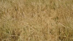 Ячмень яровой Бенте