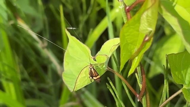 Geelbandsprietmot - Nemophora degeerella 31 mei 2023 смотреть онлайн