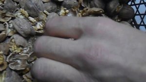 орехокол электрический