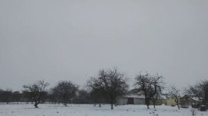 Гуси летунки и метисы канадской казарки