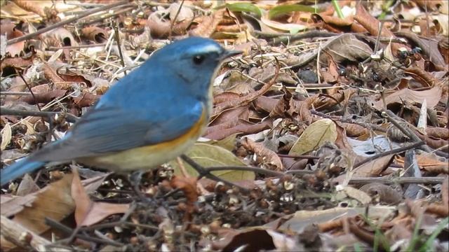 今日のルリビタキ（♂）：瑠璃鶲：Tarsiger cyanurus：Red flanked Bushrobin －神戸市立森林植物園－2018 01 21 смотреть онлайн