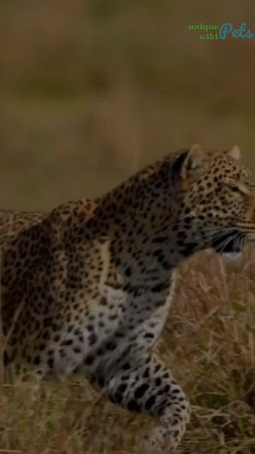 Majestic Felines in the Wild: A Look at the World's Most Beautiful Cats смотреть онлайн