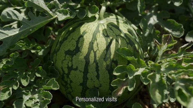 Melon & Watermelon Business Trends for Experts 2021 смотреть онлайн