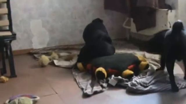 мопсики и божья коровка 3. wmv смотреть онлайн