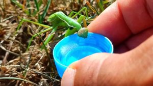 Богомол пьёт водичку