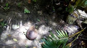 ТАЙЛАНД. ПХУКЕТ.Golden sand inn обзор территории отеля