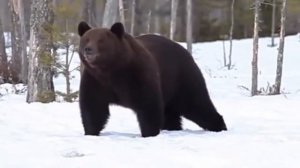 Медведь и лев. Кто сильнее???