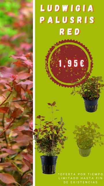 Oferta en Ludwigia Palustris Red смотреть онлайн