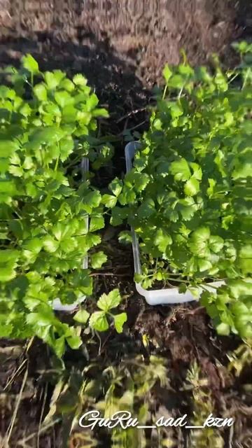 Высадили сельдерей в открытый грунт, не рано ли - будем наблюдать 🌱#garden #садогород #дача #сад